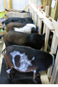 Six Nigerian Dwarf goats in milk parlor on milk stand
